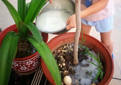 香菜可以澆淘米水嗎 香菜能不能倒米水